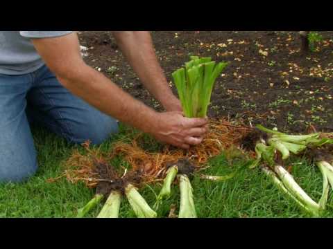how to transplant stella d'oro daylilies