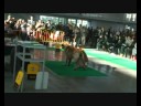 Dog Show Poznan Leonbergeru ringi 1
