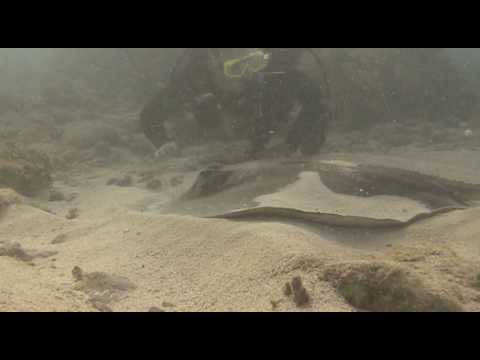 Scuba diving Molasses Reef, The Winch Hole II 2010_03_28_13_30_14.avi