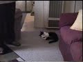 stella