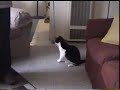 stella