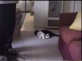 Stella