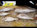 Mornington Tea Tree Snapper Champion 2008