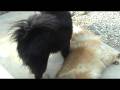 Chow Dogs Bucca and Rocco Play Rolling Around