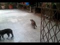 Click here to watch this video Slow Motion Cat