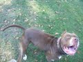 My 3 legged dog playing fetch My 3 legged dog playing fetch