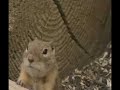 Real Laughing Prairie Dog ! Real Laughing Prairie Dog !