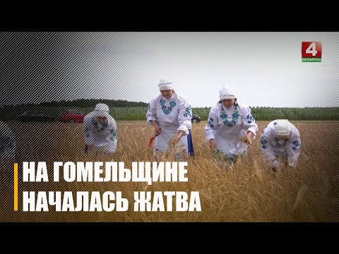 На Гомельшчыне скошана 12% азімых культур видео