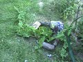 vegetable garden Pt. 4 vegetable garden Pt. 4
