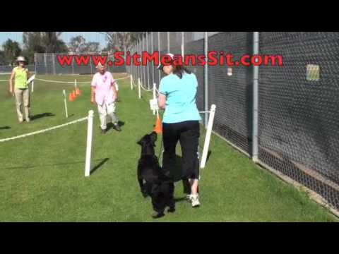 DOG TRAINING – A Perfect obedience score!