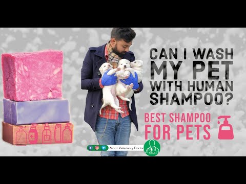 Can i Use Human Shampoo for Pets ? | Can i wash my pet with Human Shampoo ?