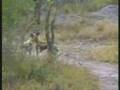 African Wild Dogs AKA Painted or Cape Hunting Dogs