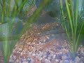 Tropical Fish Fry, Baby Swordtails...