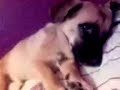 Mi bebé simba Mi bebé simba