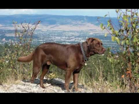 Chocolate Lab Delight, A Big Hearted Handsome Recovery Dog, Cocoa