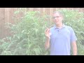 Growing Tomatoes: Try These Gardening Tips
