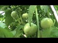 Growing Tomatoes: Try These Gardening Tips