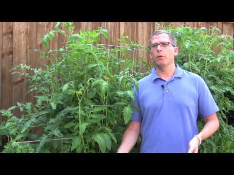 how to transplant tomatoes outside