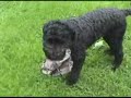 Arlo plays Keep Away