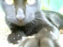 EL Gato