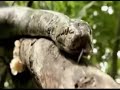 canti in asociale  la serp