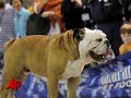 Soon on Parade: Tillman the Snowboarding Bulldog