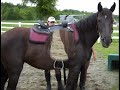 Wild Mustang