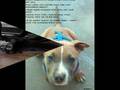 Pit Bulls Legislation SB861