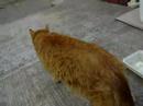 need-help-with-big-kittens-family.html