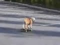 Skateboard Hund