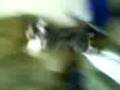 Dog Crazy.3GP