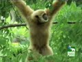 gibbons