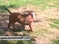 American Staffordshire Terrier Iron Amstaff American Staffordshire Terrier Iron Amstaff