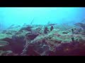 plongee guadeloupe gwadive port-louis