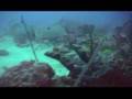plongee guadeloupe gwadive port-louis