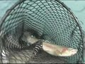 Kenai River Rainbow fishing 1
