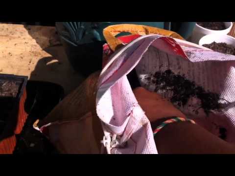 how to grow ozette potatoes