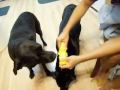 Dogs Eating Corn on the Cob