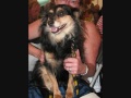 Asielhond 2008 (fotomontage)