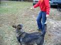 videos de Playing Fetch with Chevy