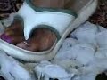 GIANTESS ZENA STOMPS THE creatures