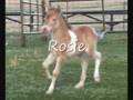 videos de Our New Filly named Rosie