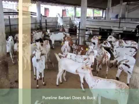 rajasthan goat farming - Day 2 & Day 3 at the farm training on Goat Farming. Akbar Khan Qureshi completes his course in this episode and get certified. Now he want to buy those Jamna...