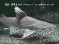 ピライーバ（Brachyplatystoma filamentosum）：アマゾン川水系のナマズで最も巨大になるナマズ