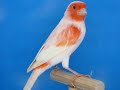 Lipomosaique88 - LIPO MOSAÎQUE ROUGE MALE