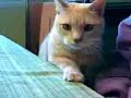 kitty talk 4