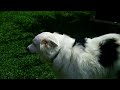 Dewey the Yard Dog