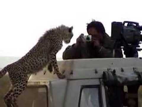 Cheetah and Photographer