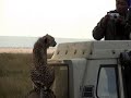 Cheetah and Photographer