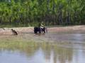 videos de redneck surfing